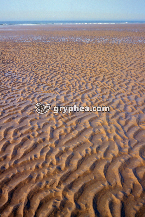 Ripple-marks actuelles - gryphea.com